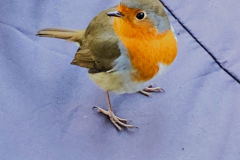 Connor-Gray-Redbreast.-Photography
