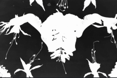 Francis-Our-Garden.-Mixed-media-photography