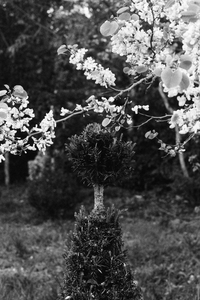 Jim Xi Johnson - Versailles (April 2024). Photography